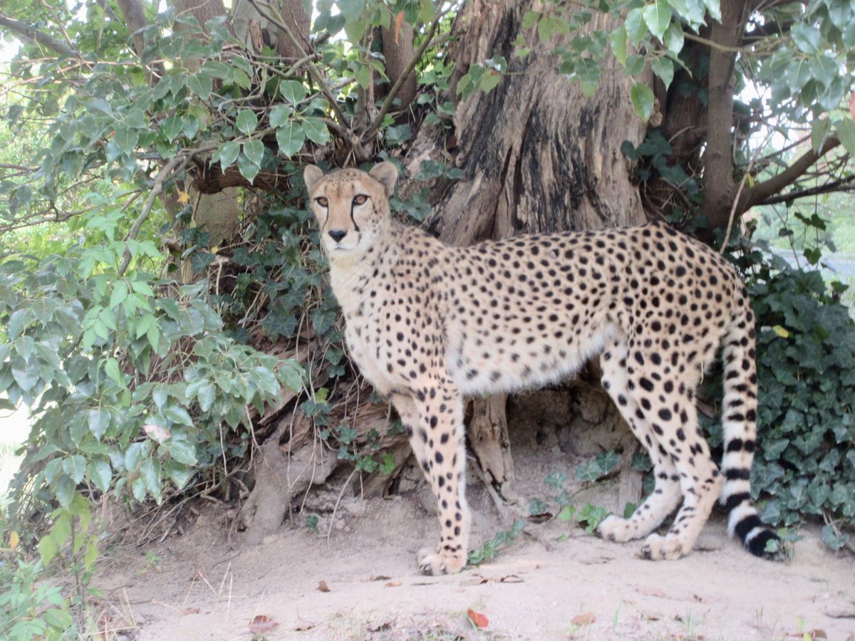 📢お知らせ🐆

本日からチーターのしばふですがドライブスルーサファリにデビューしました🙌
ぜひ会いに来てくださ〜い👀✨

本日のしばふからの挑戦状の答え合わせ及び重大発表のライブ配信アーカイブはこちら🌿
youtube.com/live/dy-EamW-p…

#姫セン　#チーター　#しばふ