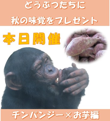 itozu_zoo's tweet image. 【本日開催📣】
#到津の森紅葉フェア『どうぶつたちに秋の味覚をプレゼント～チンパンジー×ふかし芋🍠』
本日13時より、チンパンジーにふかし芋をプレゼントします🎁落ち葉に隠された秋の味覚をチンパンジーたちは見つけられるでしょうか？👀
※チンパンジー編では飼育員の解説はありません。…