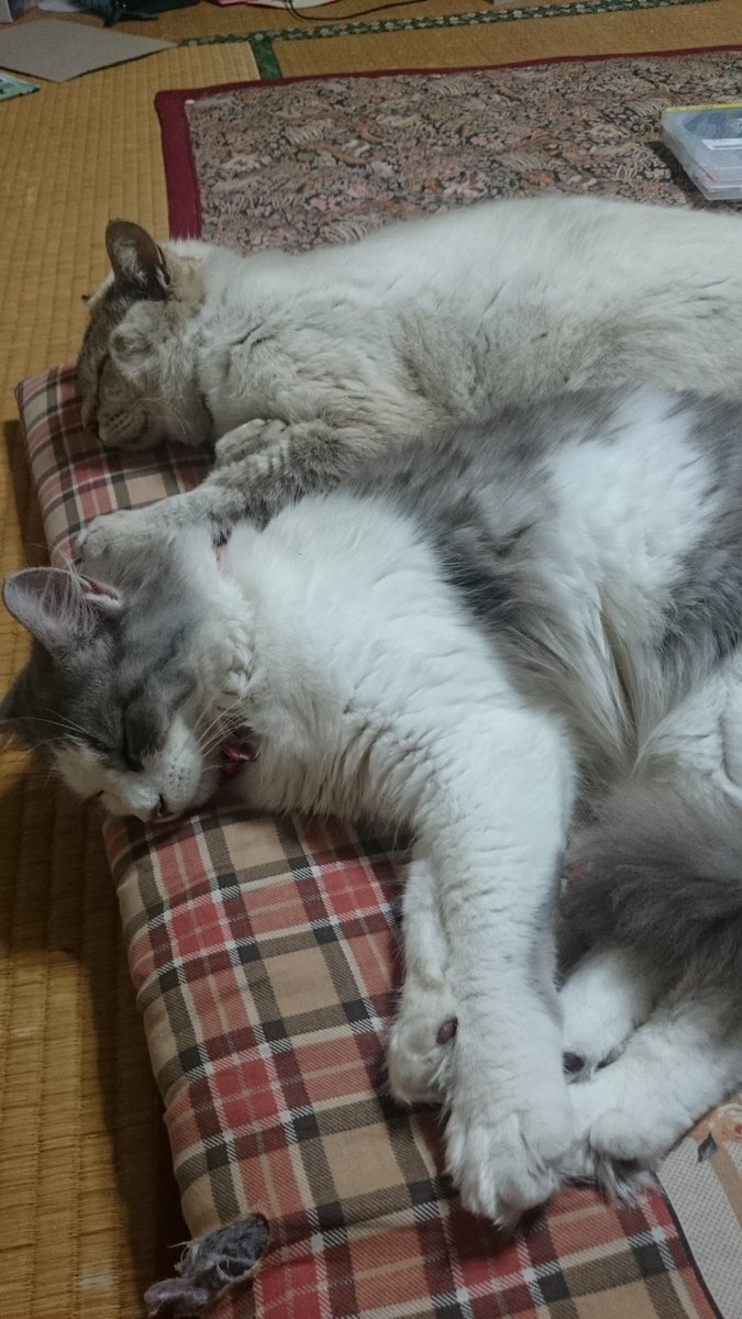 今日は【いいにゃんにゃんの日】らしいので、、
うちの子のベストショット(飼い主の自己満)を、、

沢山のかわいいにゃんこを愛でたいです笑

#いいにゃんにゃんの日　#猫　#猫のいる暮らし　#猫好き