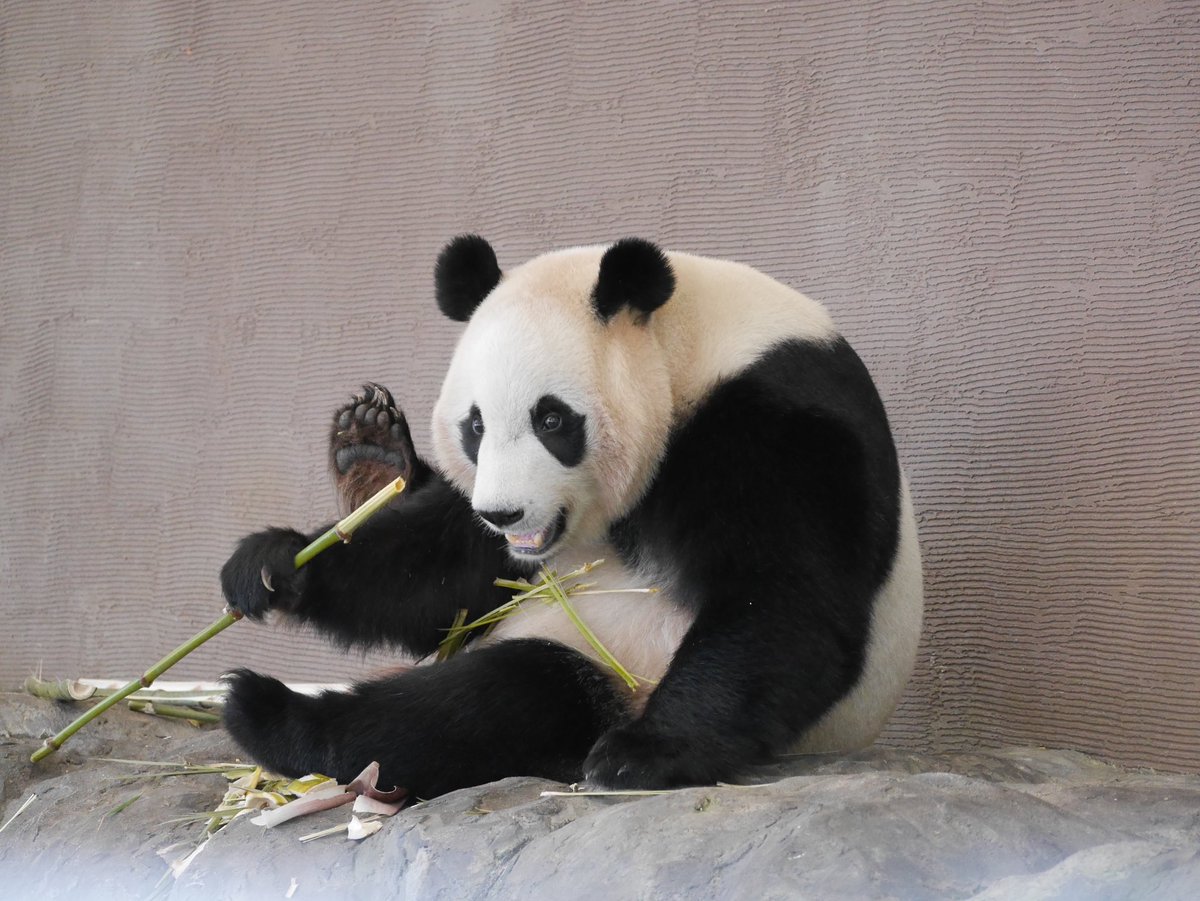 楓浜🍁
5歳のお誕生日おめでとう💕
そちらでの暮らしには少しは慣れましたか？
中国でも、たくさんのファンの人におめでとうを言ってもらえているのを想像すると寂しいけれど嬉しいです。
これからも元気にスクスク過ごしてね🐼
楓浜にとって良い一年になりますように😌