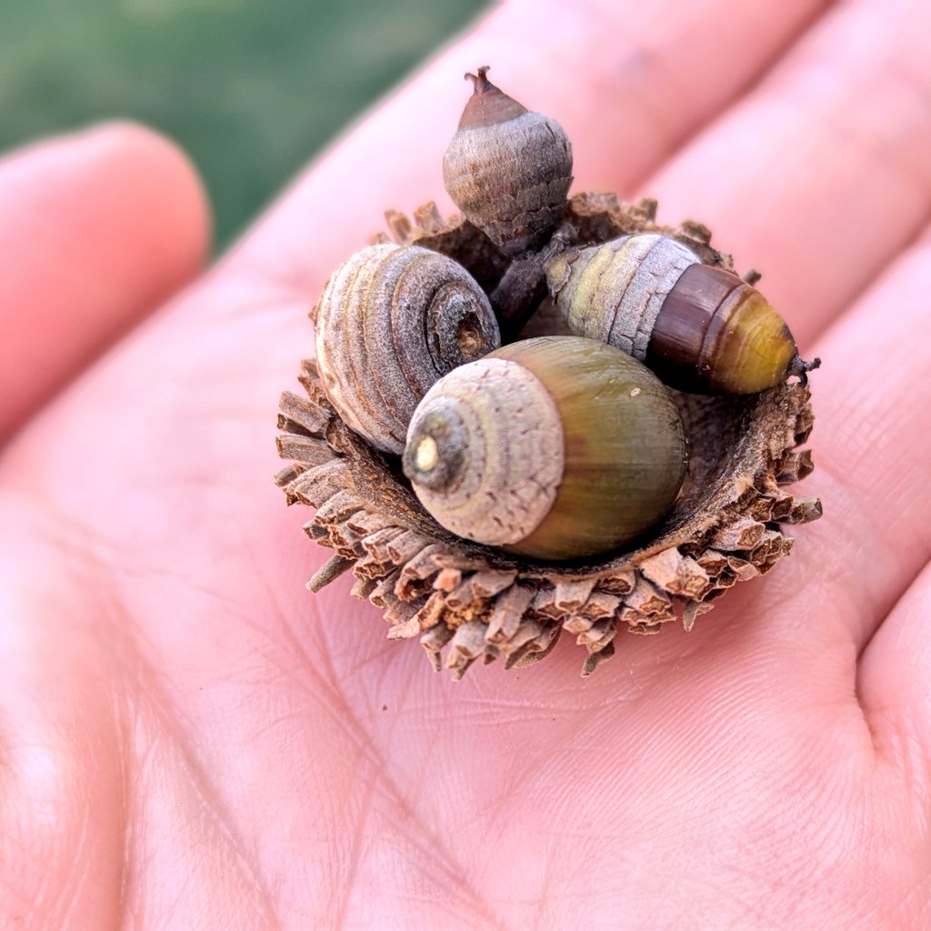 長居公園のどんぐりイベント参加してきました。たくさんどんぐり拾って