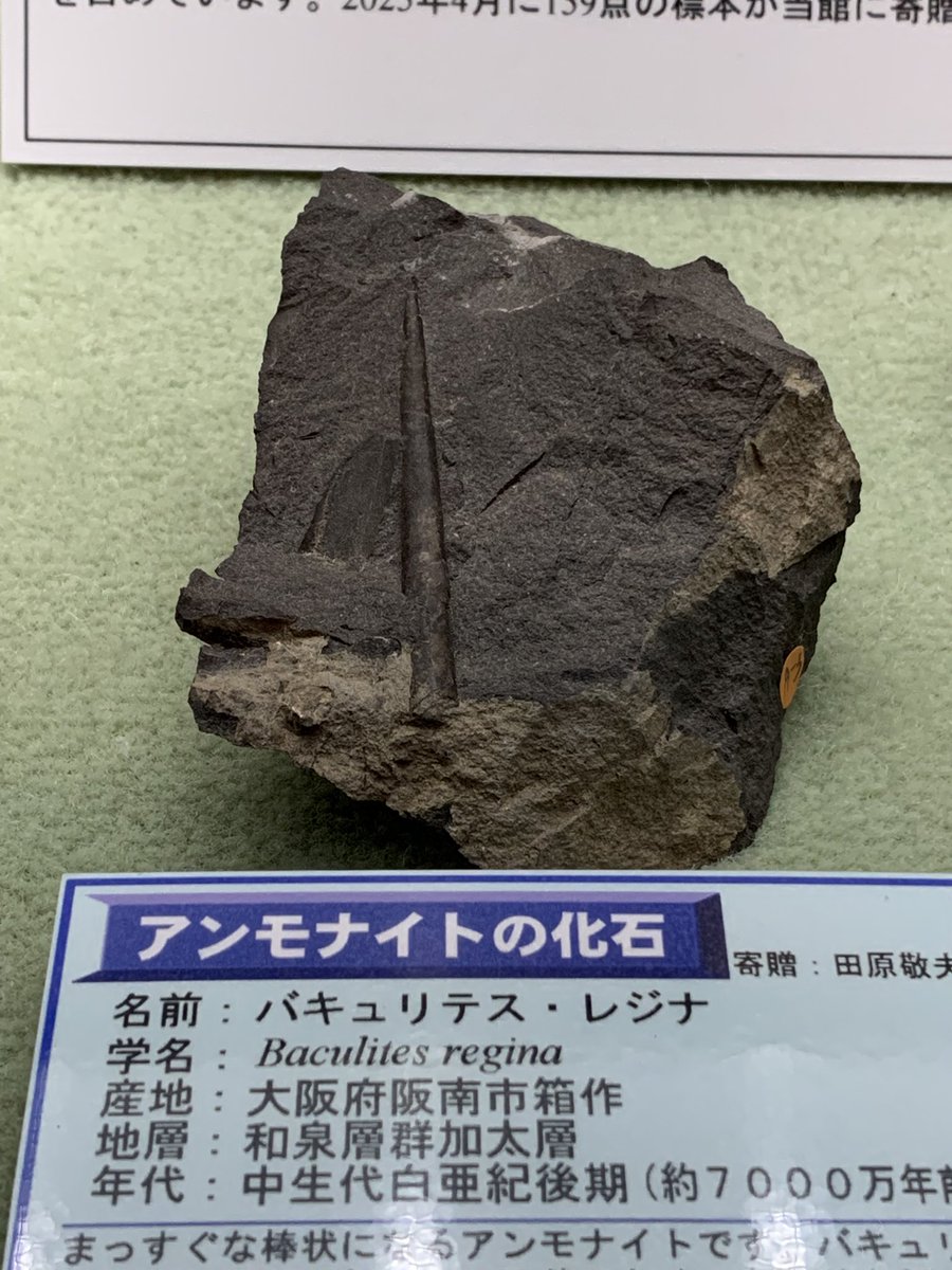 話題のコーナー「収蔵庫の化石紹介」の展示物 その2 #バキュリテス