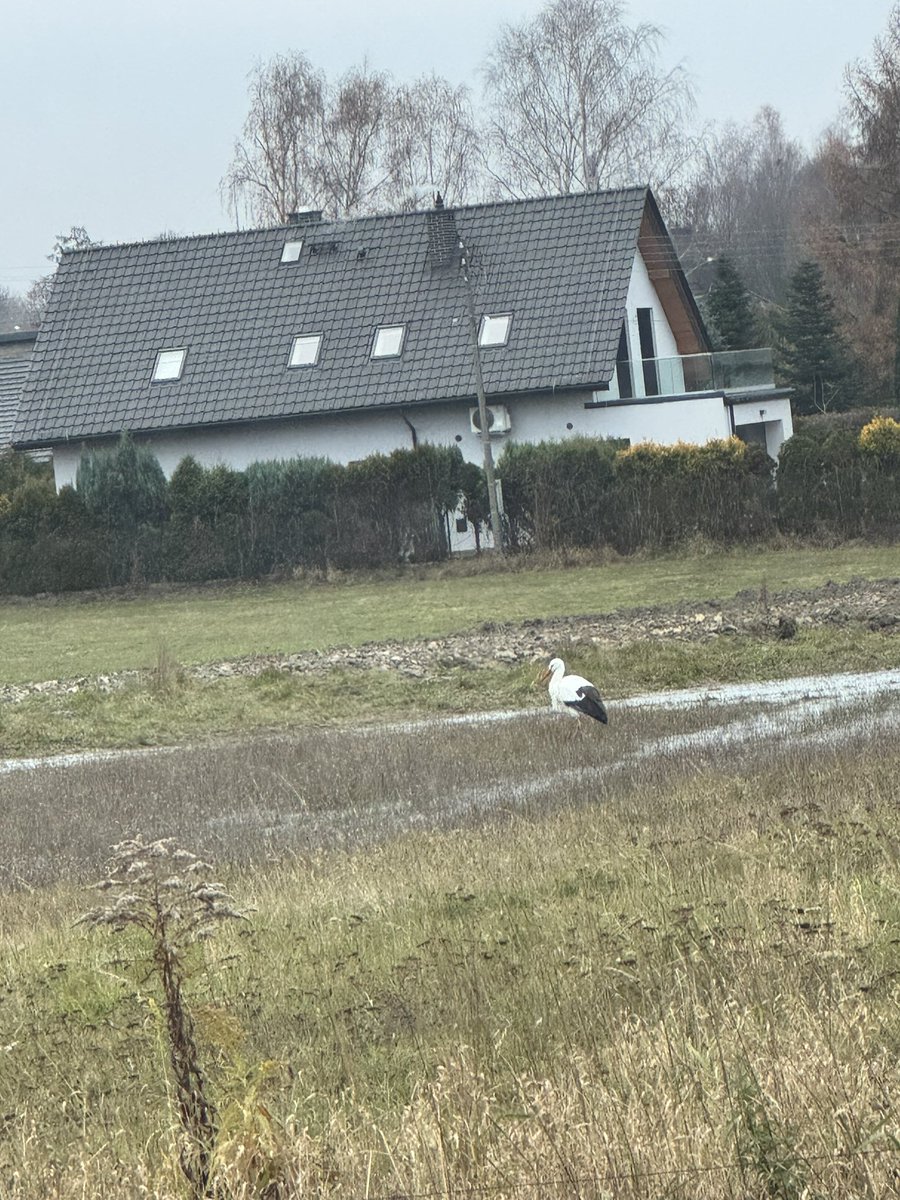 Myślałem że już odleciały.