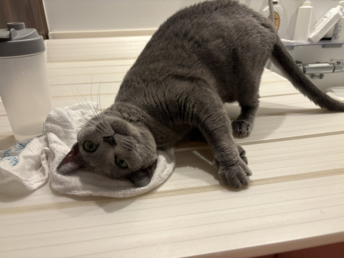 mipoha's tweet photo. 触ってー
構ってーー

#リンパ腫 
#寛解 
#ロシアンブルー
 #猫 https://t.co/DIKdVuoTXp