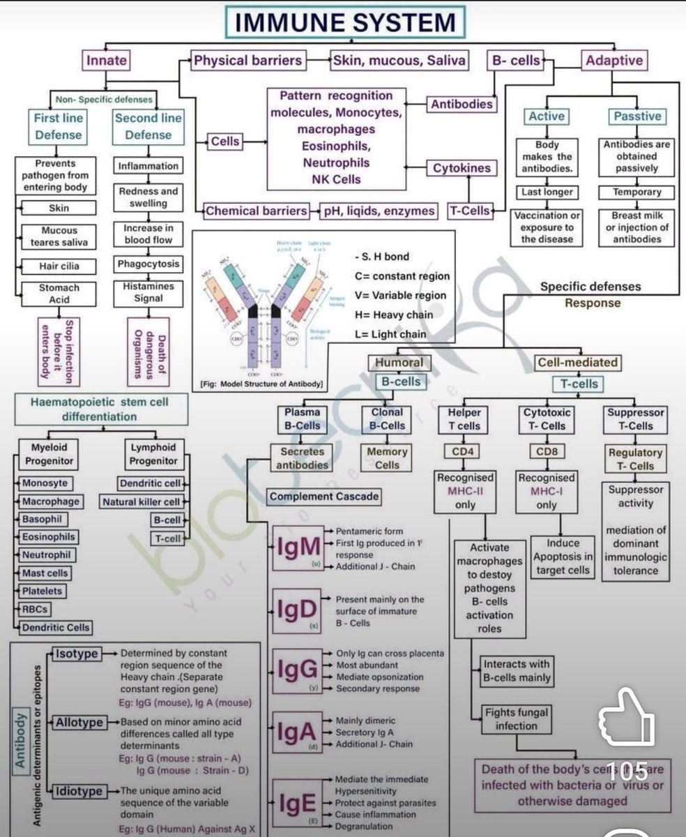 Jaimelikes's tweet image. Overview #immune_System