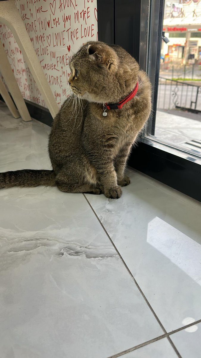 Bunu nasıl yapıyorsunuz aklım almıyor. Hiç mi bağ kurmuyorsunuz?
Yurtdışından getirip burada sokağa atmışlar muhtemelen.Yurtdışı kayıtlı çipi var ve şokta.Sokakta yaşamaya adapte olması imkansız.Eğer yuva çıkmazsa yakın zamanda ölüp gider. Çok acil yuva arıyoruz,RT eder misiniz🥹