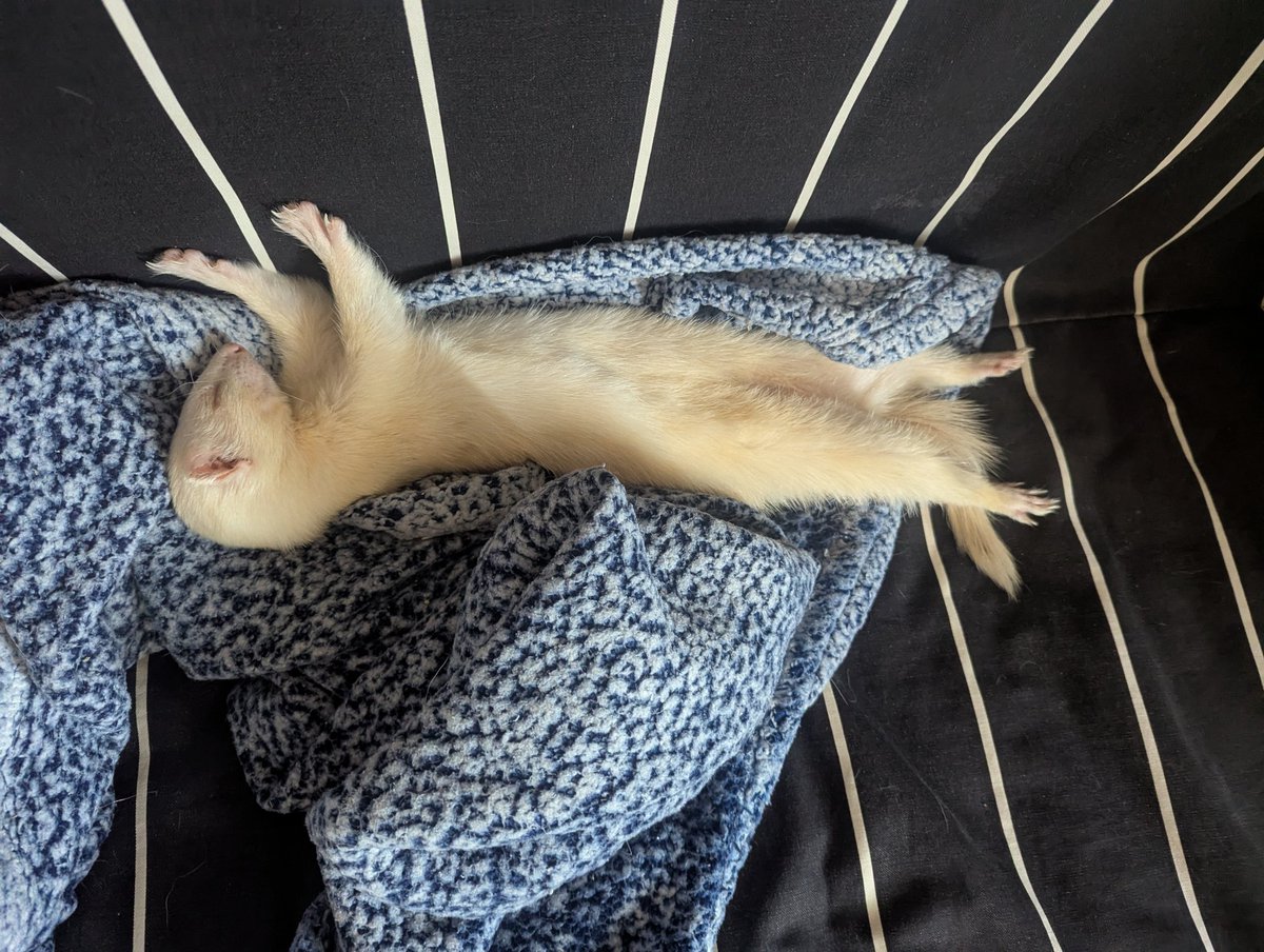 SLY | Shope Le Lion - Kryze Tchoupe Acc tweet media