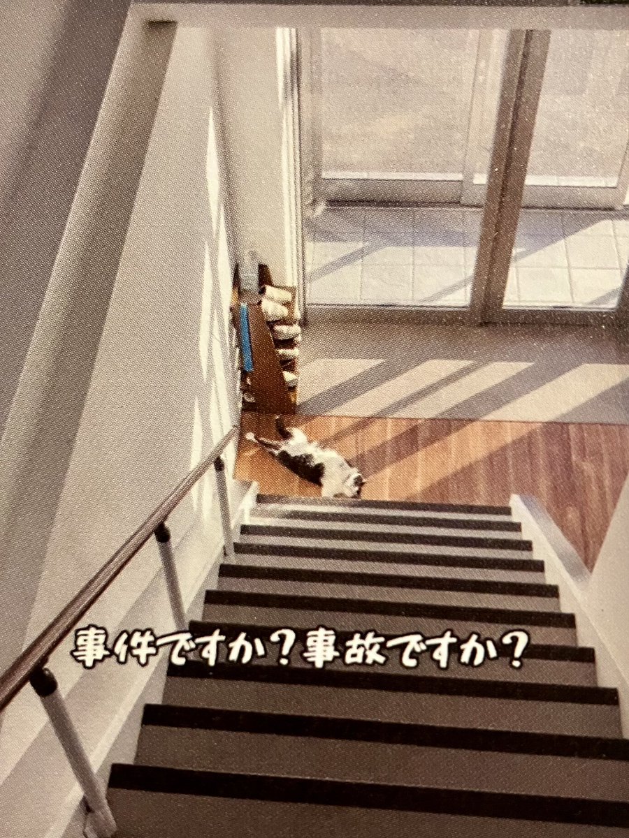 3本足の保護猫ふく😼広報部長 (@fuku_bucho_cat) / Posts / X