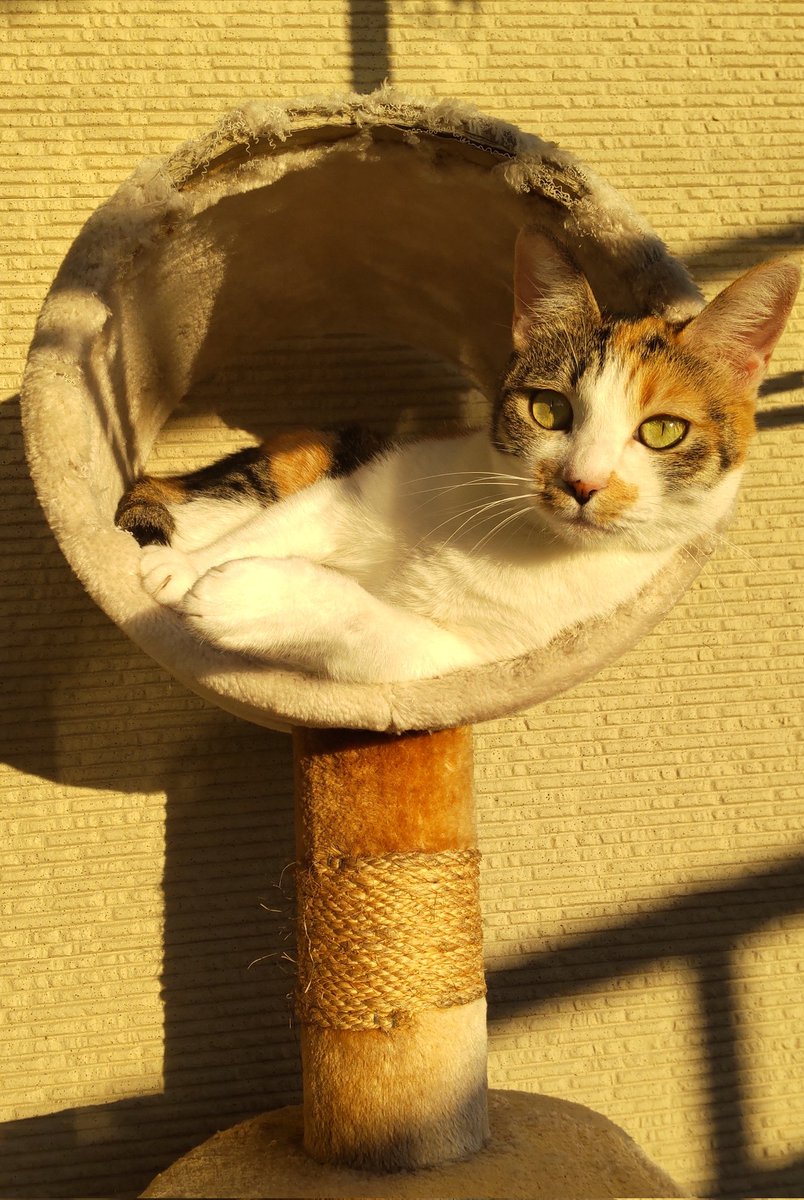 M6W0O2LyCi84112's tweet photo. 夕暮れ時のユキちゃん。
#猫のいる暮らし
#猫好きさんと繋がりたい 
#この中で器用にからだを回転させます https://t.co/VyvOZYkVcF