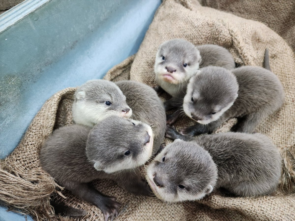 Wave (@ZENGWEIFU) / Posts / X