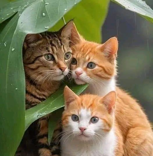 💋

Buen día🎶🎶🎶

   🐾  🐾  🐾  🐾  🐾  🐾  🐾  🐾  🐾  🐾  🐾