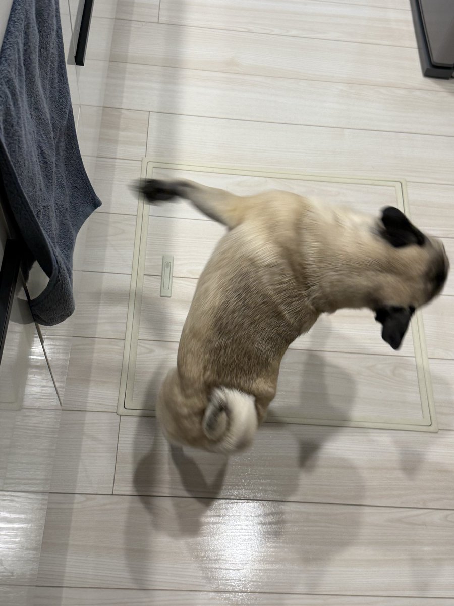 🍖🍖🍖 #パグ #pug