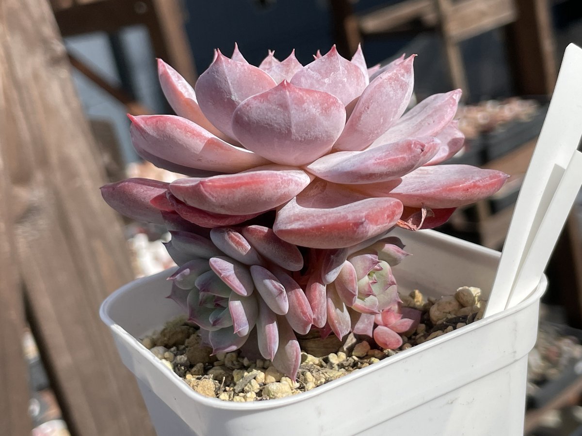 多肉植物❤️確認ページとなります。お買い上げにならないようお願い致します。 ミセスサキュレント@ツッッッツー🌱多肉植物 (@rvycom1) / Posts / X