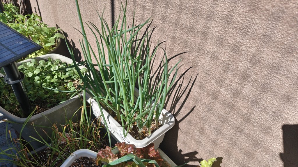 yokonarin's tweet image. 小ネギがとても元気