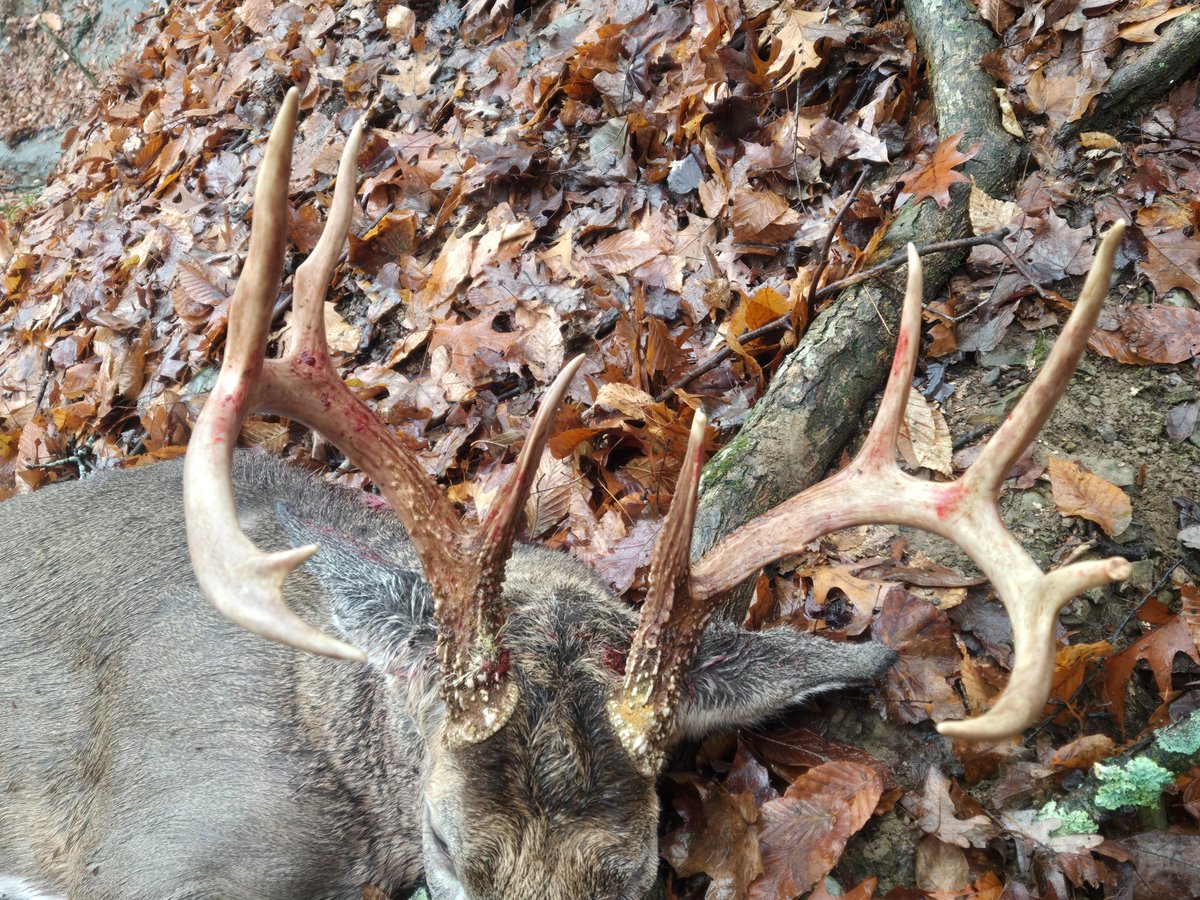Coss_Aaron's tweet photo. Blessed today 🙏 

#Buck #Deer #DeerSeason #Indiana #Hunting #Hunter https://t.co/cCpAR8n6QO