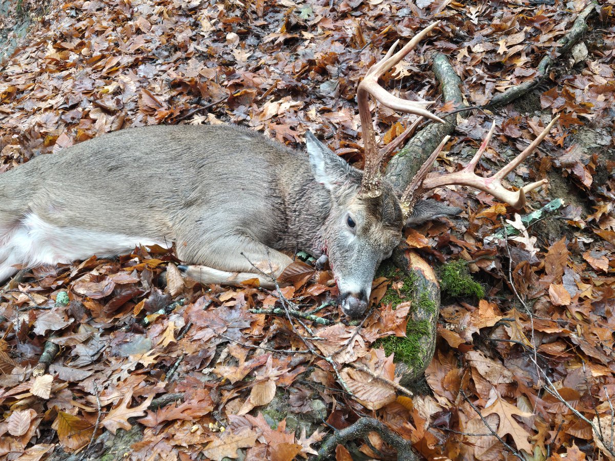 Coss_Aaron's tweet photo. Blessed today 🙏 

#Buck #Deer #DeerSeason #Indiana #Hunting #Hunter https://t.co/cCpAR8n6QO