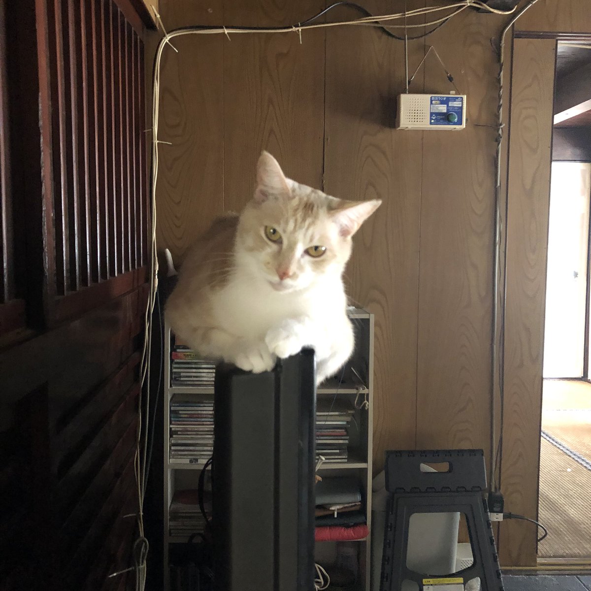 も。 tweet media