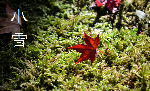 This weekend marks the opening of Shosetsu (小雪), or "koyuki" in some readings. The "smaller cold" is now warning us to prepare the kotatsu (炬燵) and heaters, and winterize the house. Despite the fickle nature of the autumn, we may now confidently put away our summer clothes