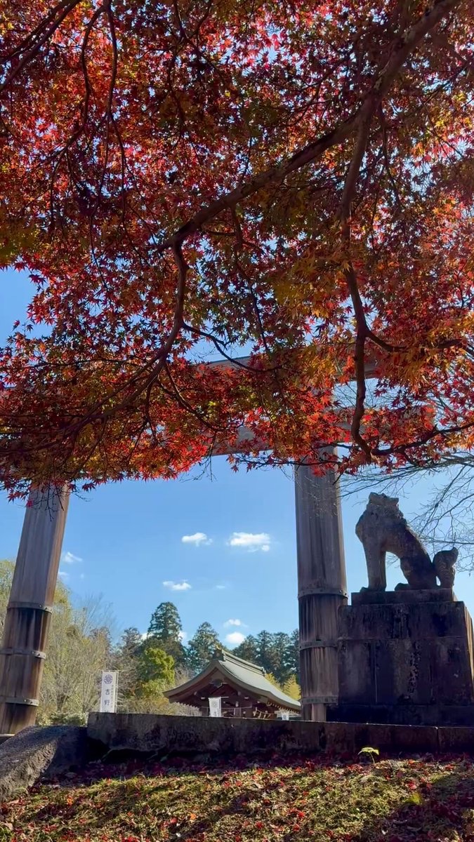 yoshinojingu's tweet photo. 🍁境内の様子
大鳥居前のもみじ見頃です。

11月23日は夕刻より大鳥居もみじのライトアップを予定しております。

#吉野神宮 #奈良 https://t.co/w6A1KmtPP1