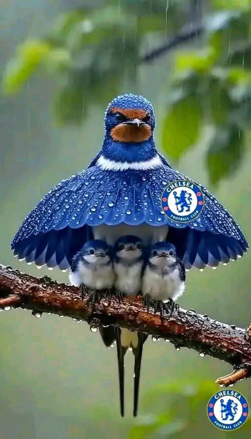 Chukwuji Sunny tweet media