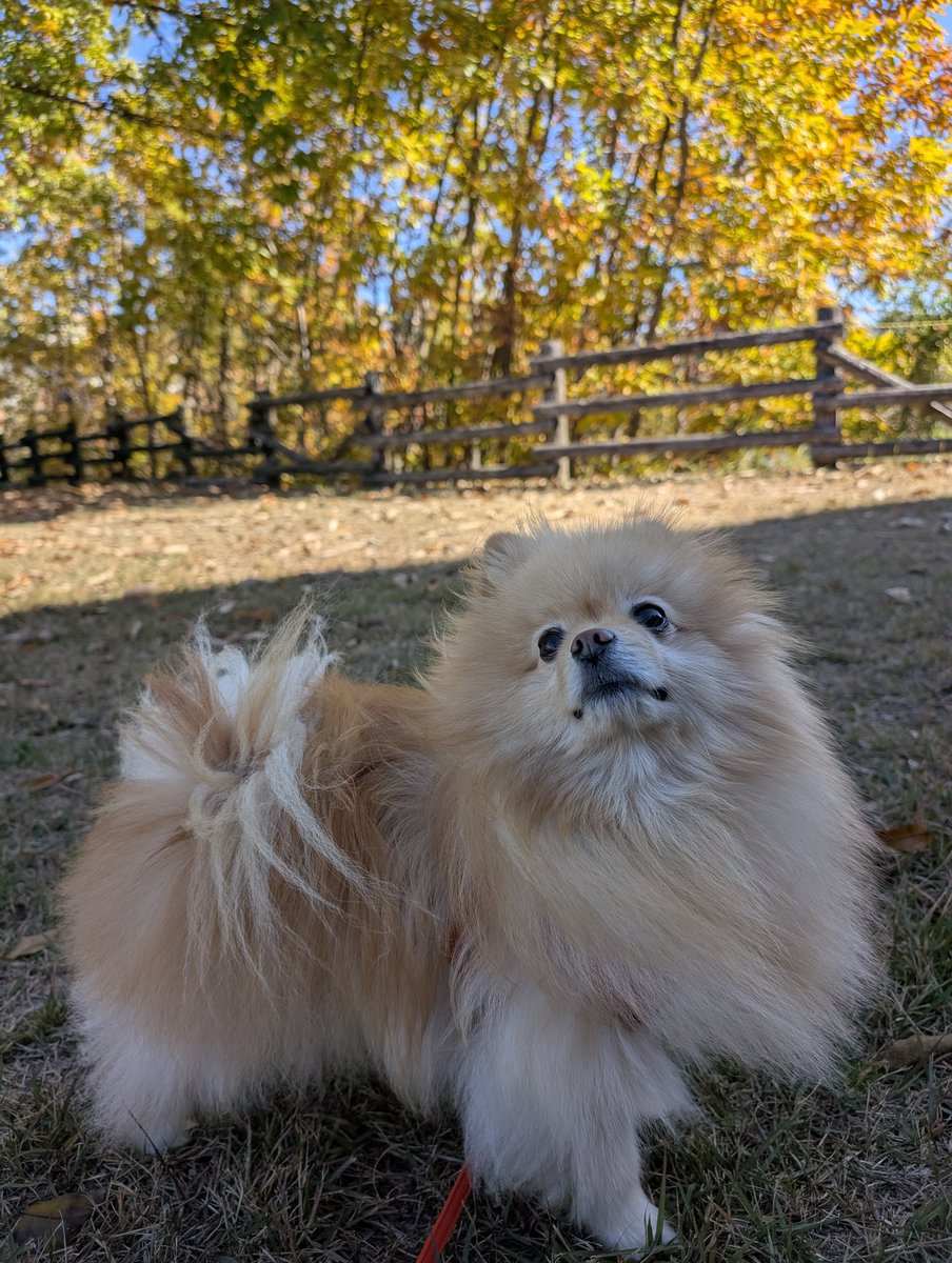 Q3zoHd's tweet photo. 秋晴れですね☀️🍁
本日はおポメと共に…

#ポメラニアン
#散歩 https://t.co/jK0IGR3WCo