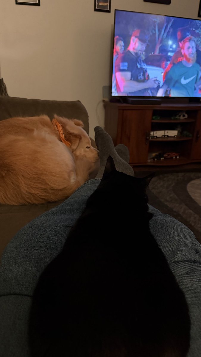doubletrucker's tweet photo. Inspired from all of the other #OPLivePets pics
I present to you Duck and Bella whom is on my lap #Oplive https://t.co/CN9uVcA27i