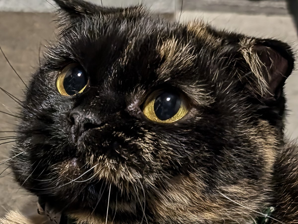 #サビ猫はいいぞ