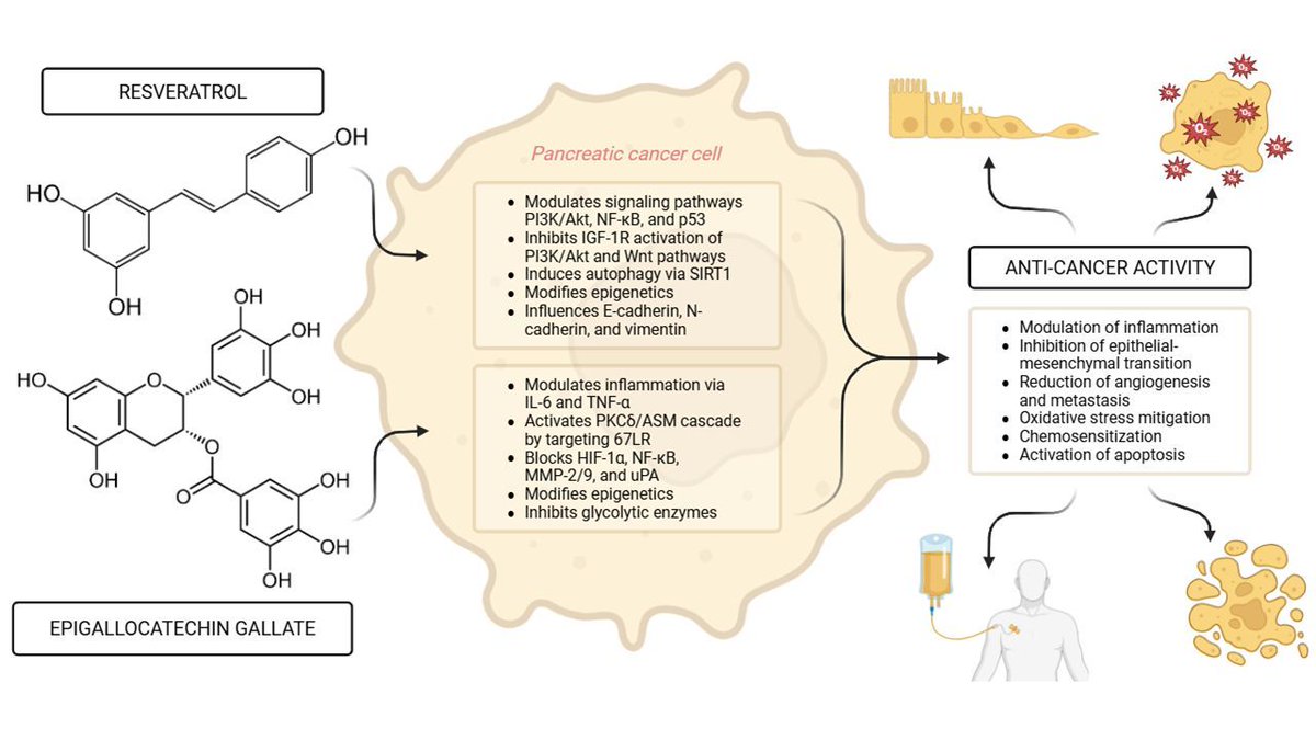 TechScience_TSP's tweet image. 📢Featured Article! 🎓 

📖 Polyphenols in Pancreatic Cancer Management: Exploring the Roles and Mechanisms of Resveratrol and Epigallocatechin 

🔗👉 Read the full article here!:
techscience.com/or/v33n9/63635