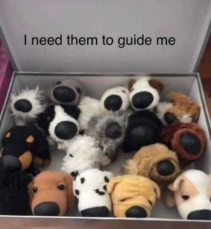 contextdogs's tweet image. 