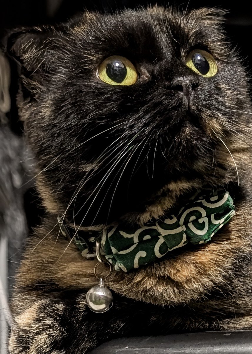 #サビ猫はいいぞ 2