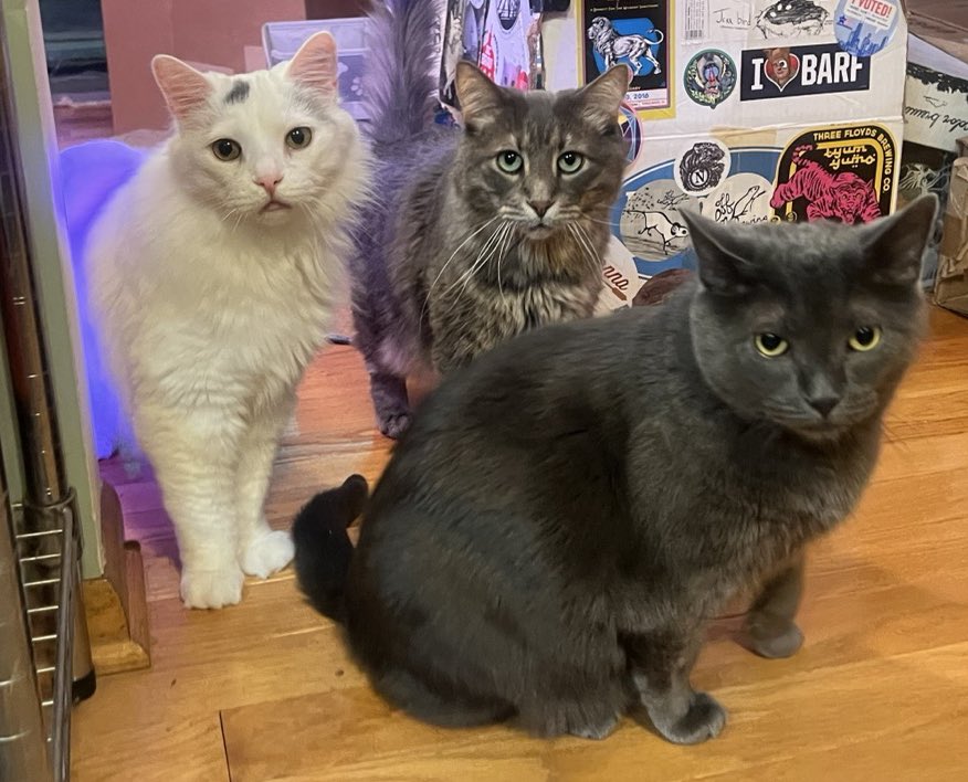 A Cat Named Bitches tweet media