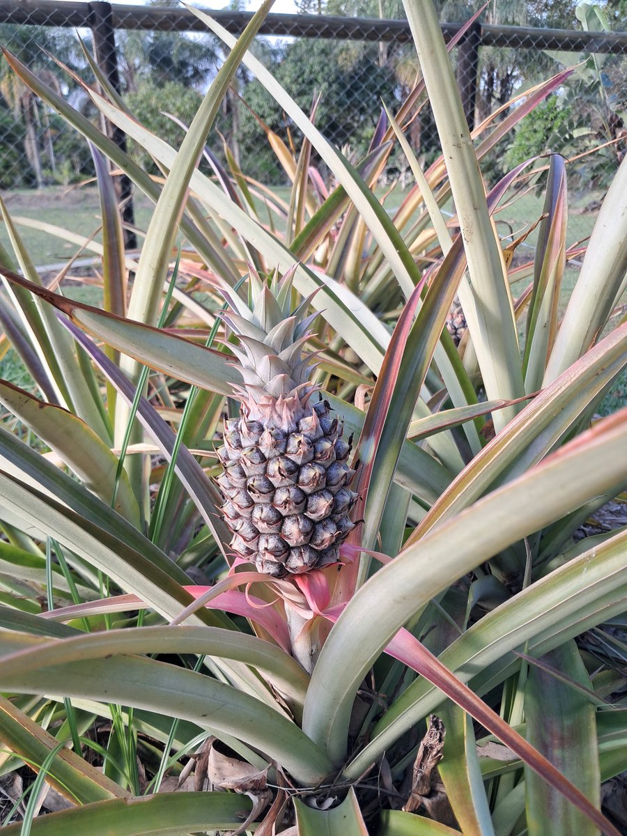 ❓️ DYK how pineapples grow? 🍍

I only learned this a few months ago - I always thought they grew on trees!

#Australia #travel