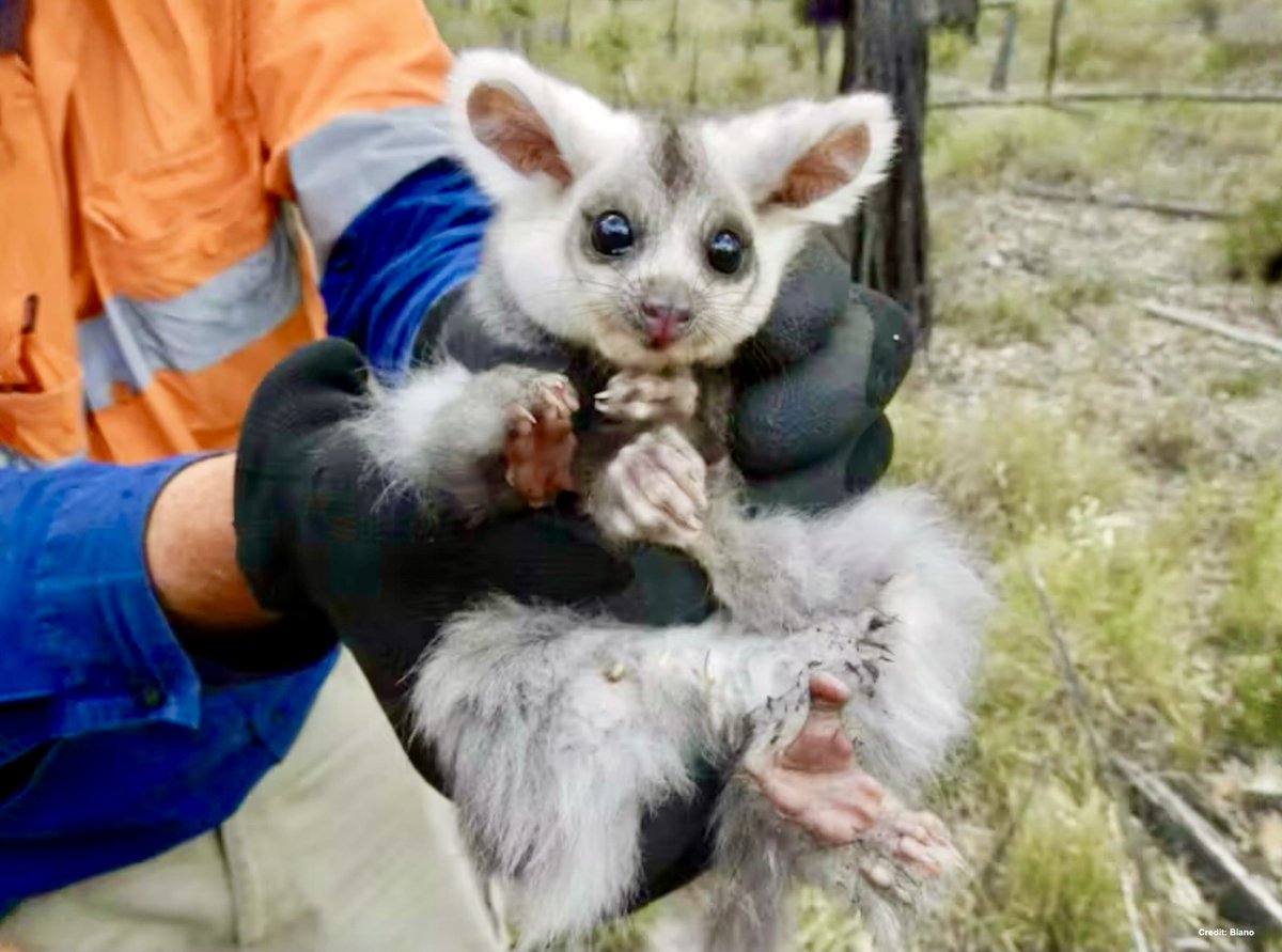 DrTOMontgomery's tweet image. #Deforestation
  
This is an endangered greater glider. They’ve cut down the mature trees they nest in during the day. 

Gliders depend on trees for everything—nesting, and for food and transport at night — but their forests are being destroyed.

In this thread you’ll see a short…