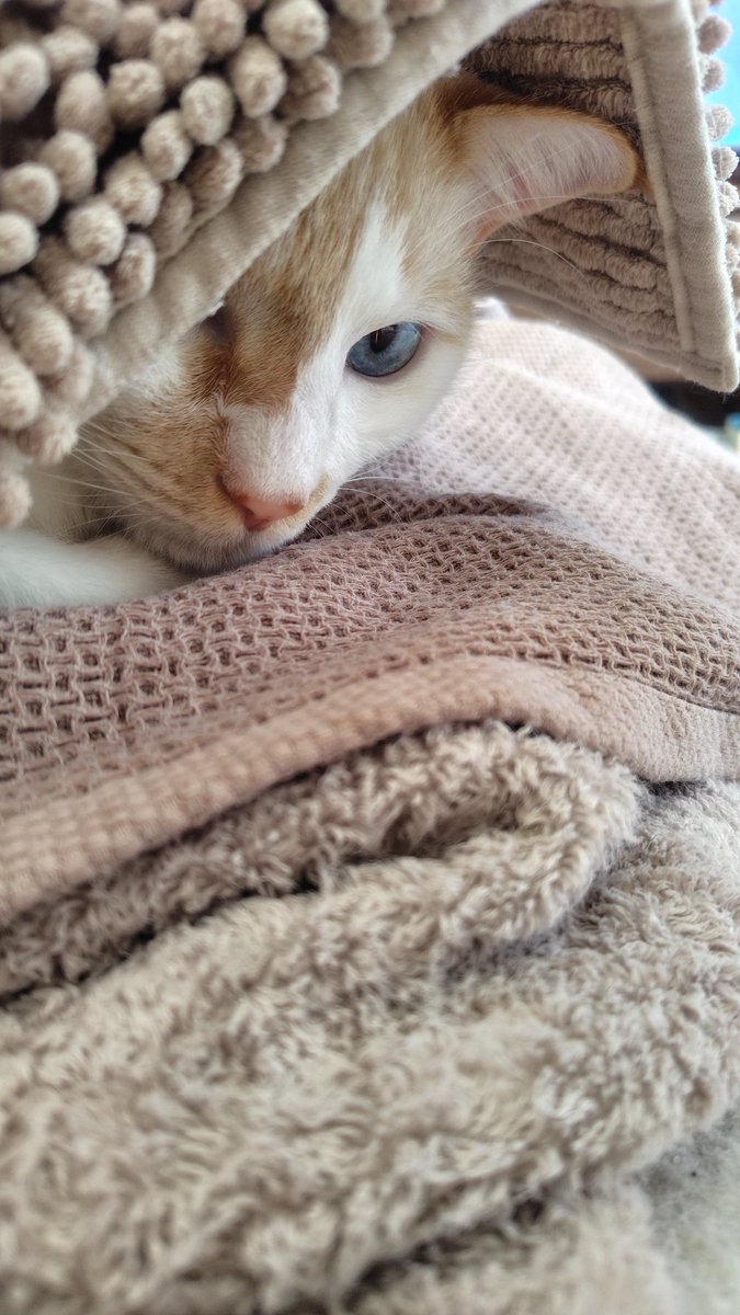 puhkoro's tweet photo. 絶賛おじゃま虫ちゅう
#白猫 
#保護猫を家族に 
#ねこのいる幸せ 
＃猫のいる暮らし
＃三毛猫
#シールポイント https://t.co/uzGoSOQXgS