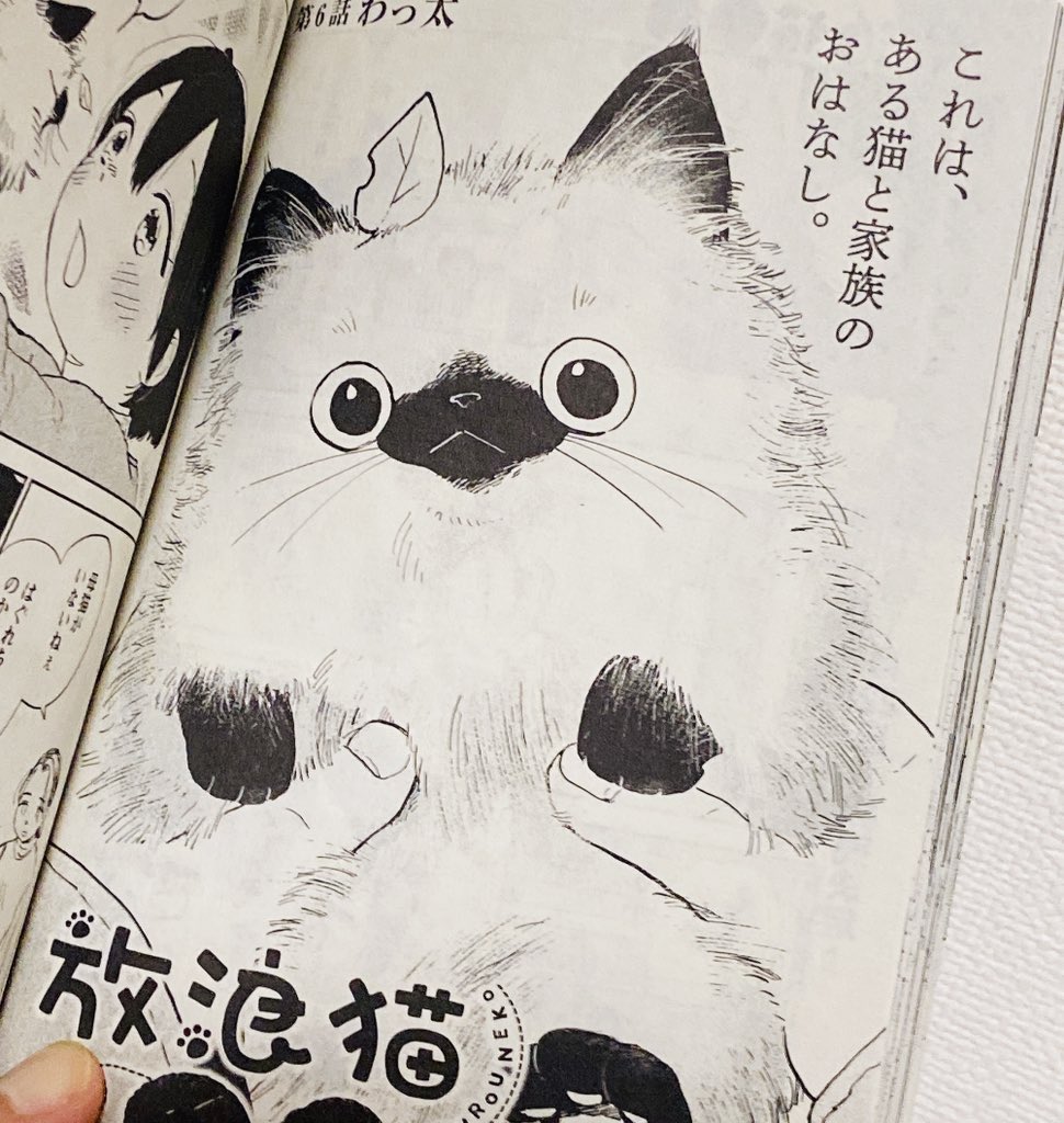 今月の『ねこぱんち』に『放浪猫○○』第6話が掲載されています🐈 扉は