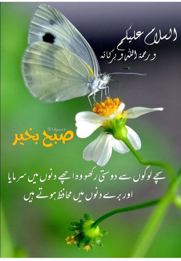 M_J_bugti's tweet image. 🌺🍀صبح بخیر السلام علیکم ورحمۃ اللہ وبرکاتہ 🌺🍀