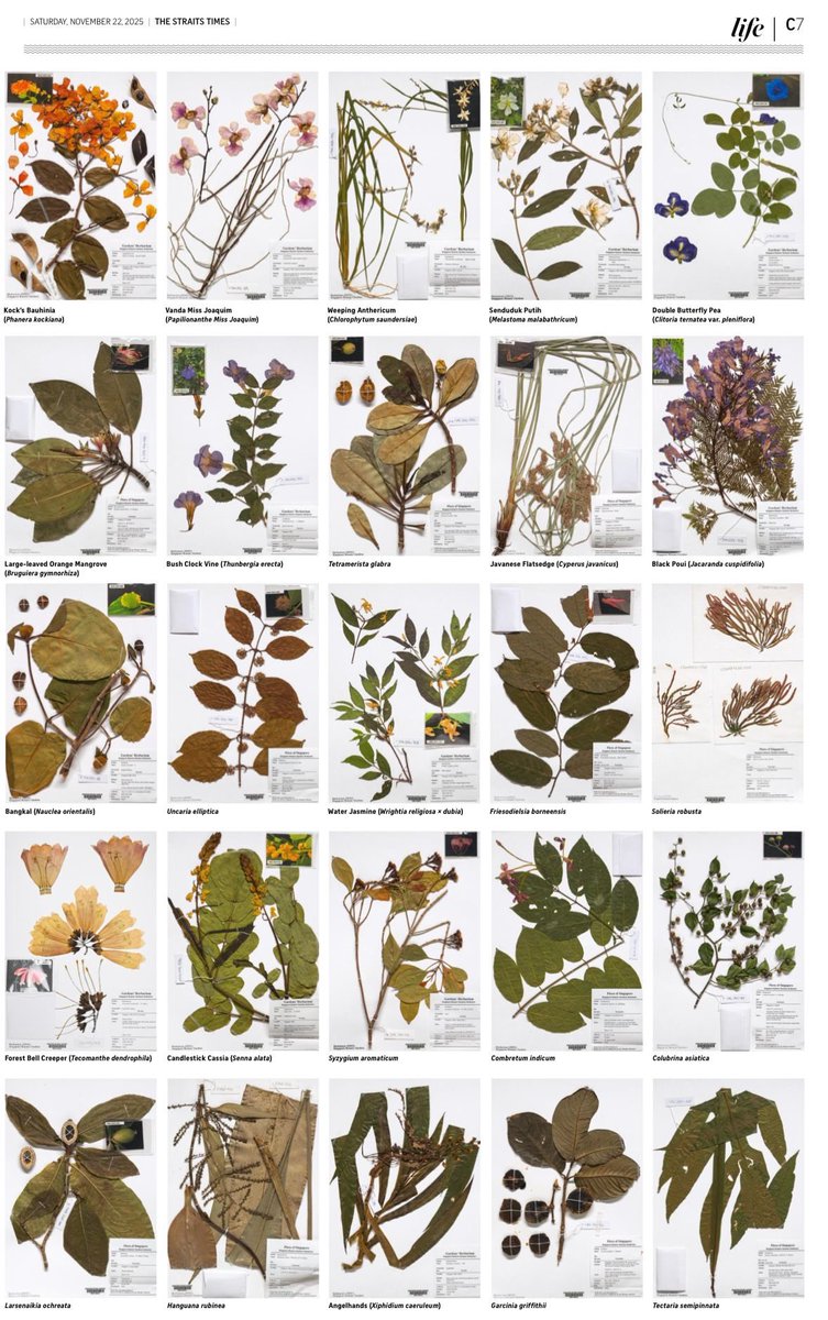 A wonderful double page spread of beautiful SING herbarium specimens in the <a href="/straits_times/">The Straits Times</a> - use as wrapping paper after reading and admiring! <a href="/nparksbuzz/">National Parks Board</a> #SBGScience #herbarium #botany #Singapore #taxonomy #plants #curation