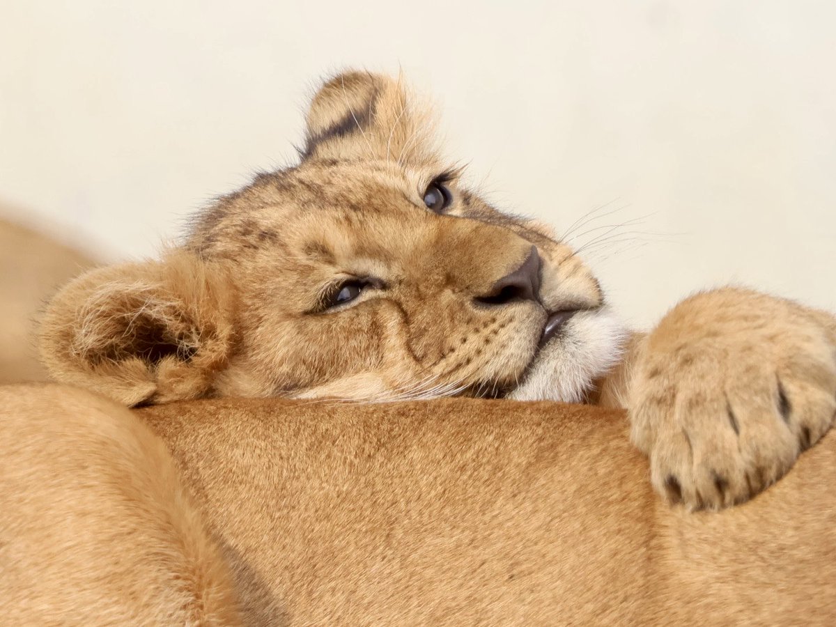 ライオン丸 (@2poodles_smile) / Posts / X