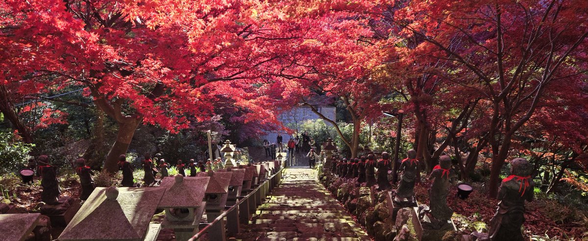 yu429's tweet photo. 本日の早朝朝活おじさんは伊勢原の丹沢 大山へ。
紅葉はとてもいい感じ。夜はライトアップされる時期みたいだけど朝日の紅葉も良いよね良い‥
下山途中で茂みからガサガサ物音がして「熊か‥！？」って音のする方を見たら野生のシカちゃん親子？でした https://t.co/UnYW2mx3fS