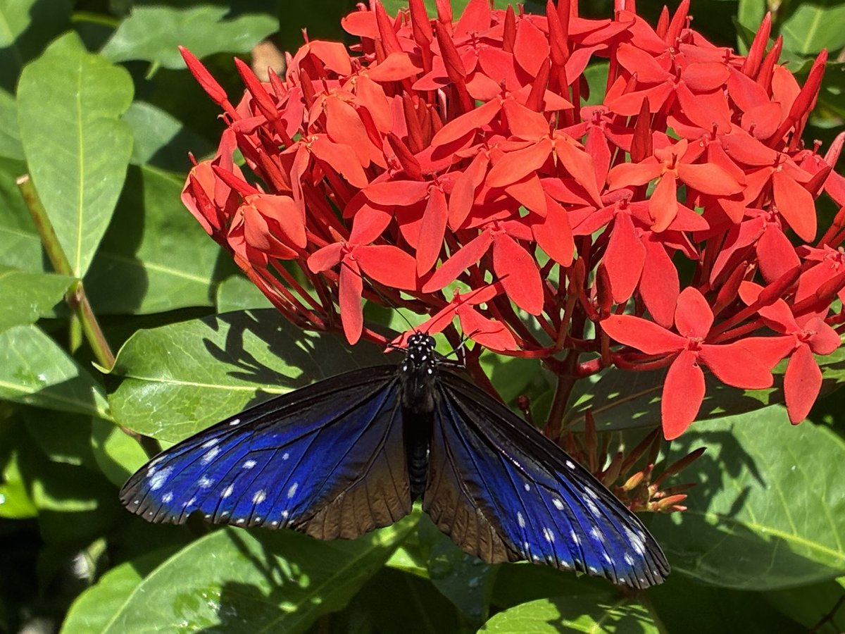 旅行2日目は広島市の昆虫館へ！クリスマスツリー🎄と思ってたら、オーナメントが本物の蝶のサナギ🤣運が良ければこのまま羽化が見えるとか（笑）