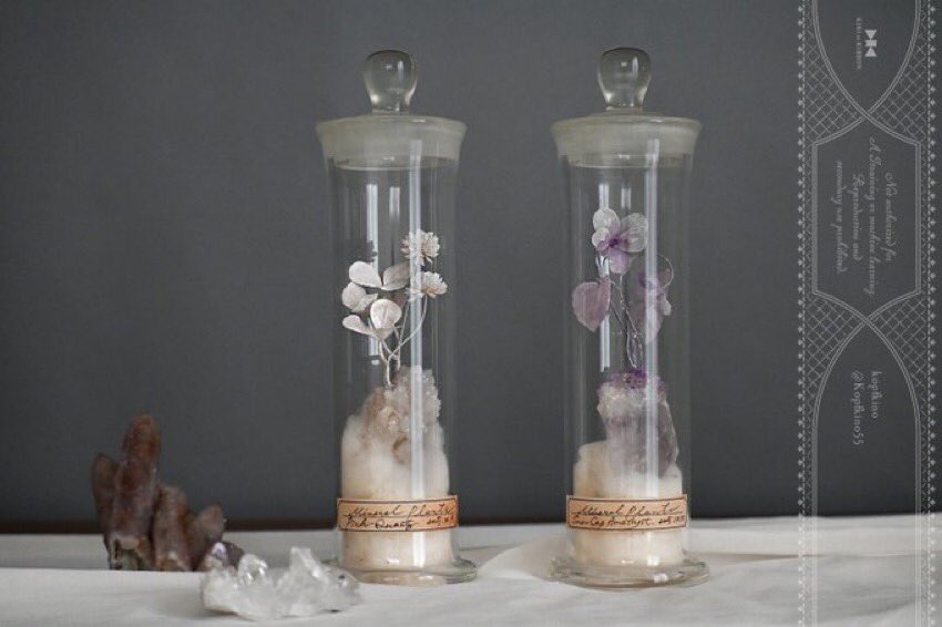 ヒカゲノカズラ キューピット様 GKZ植物事典・ヒカゲノカズラ