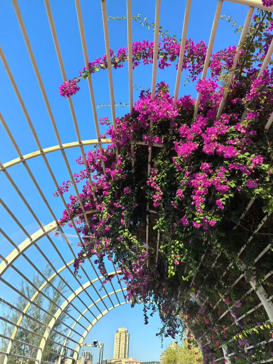 Des fleurs magnifiques, un automne splendide！
#NatureBeauty #AutumnVibes #WeekendVibes #Flowers