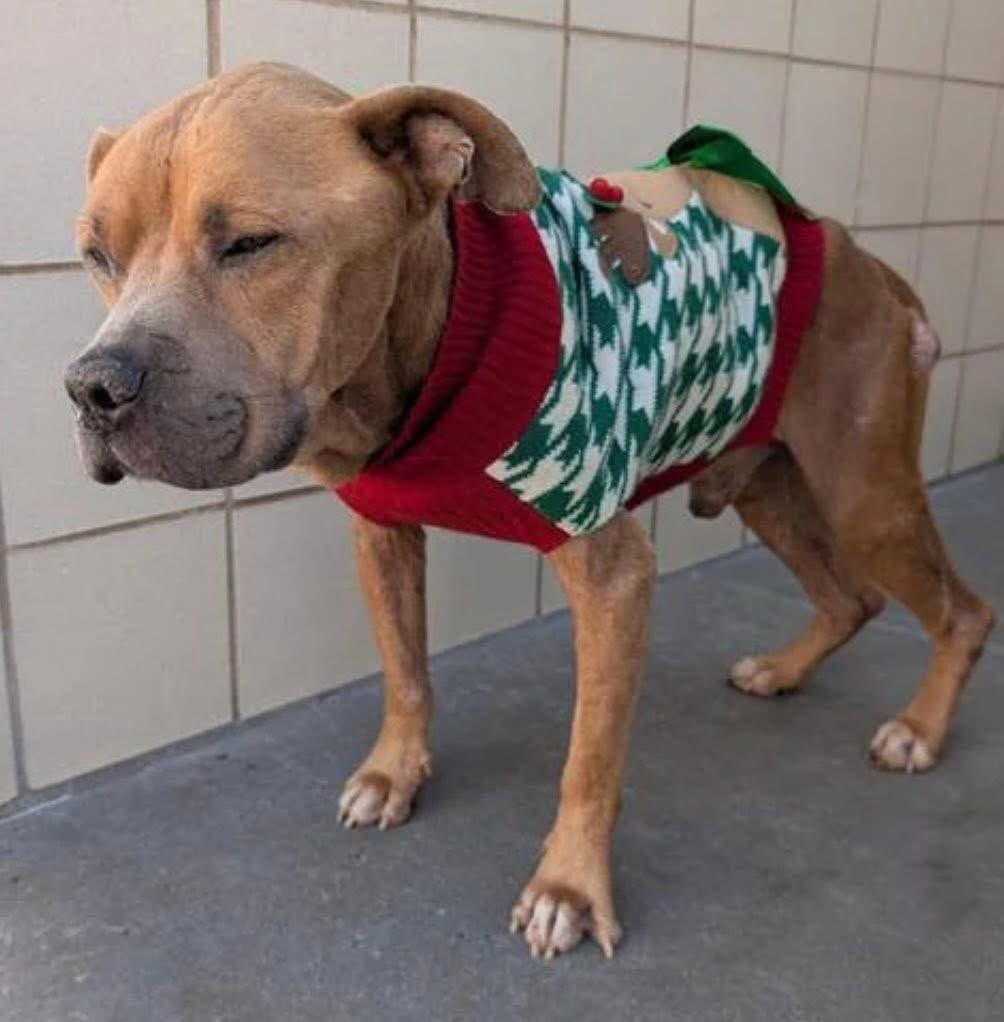 LisaBrabson's tweet image. HORTON #A384736 6yo 
His little skin stretched over frail weak frame
He has endured hunger,pain &amp;amp; loneliness😔 
Yet here he is,in tattered sweater,he refuses to give up,his fragile body,but strong❤️just asking for a chance 
PLZ #ADOPT #FOSTER OR #PLEDGE FOR RESCUE #CORPUSCHRISTI