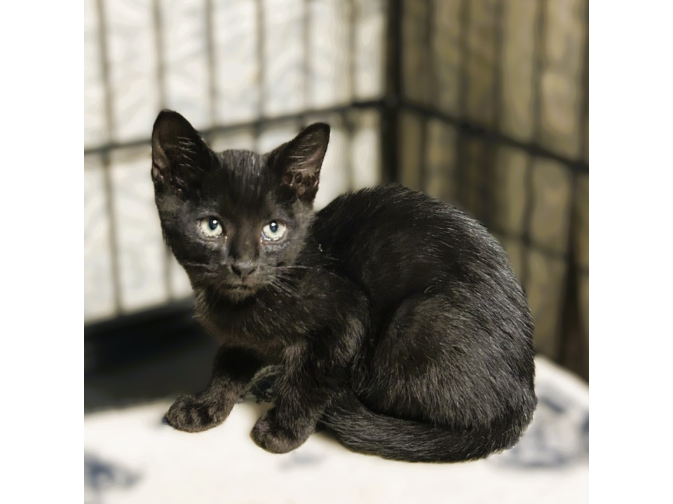 ◇11/24◇おもちゃ大好きかわいい❤ 大阪府 ♂ 生後3ヶ月 の