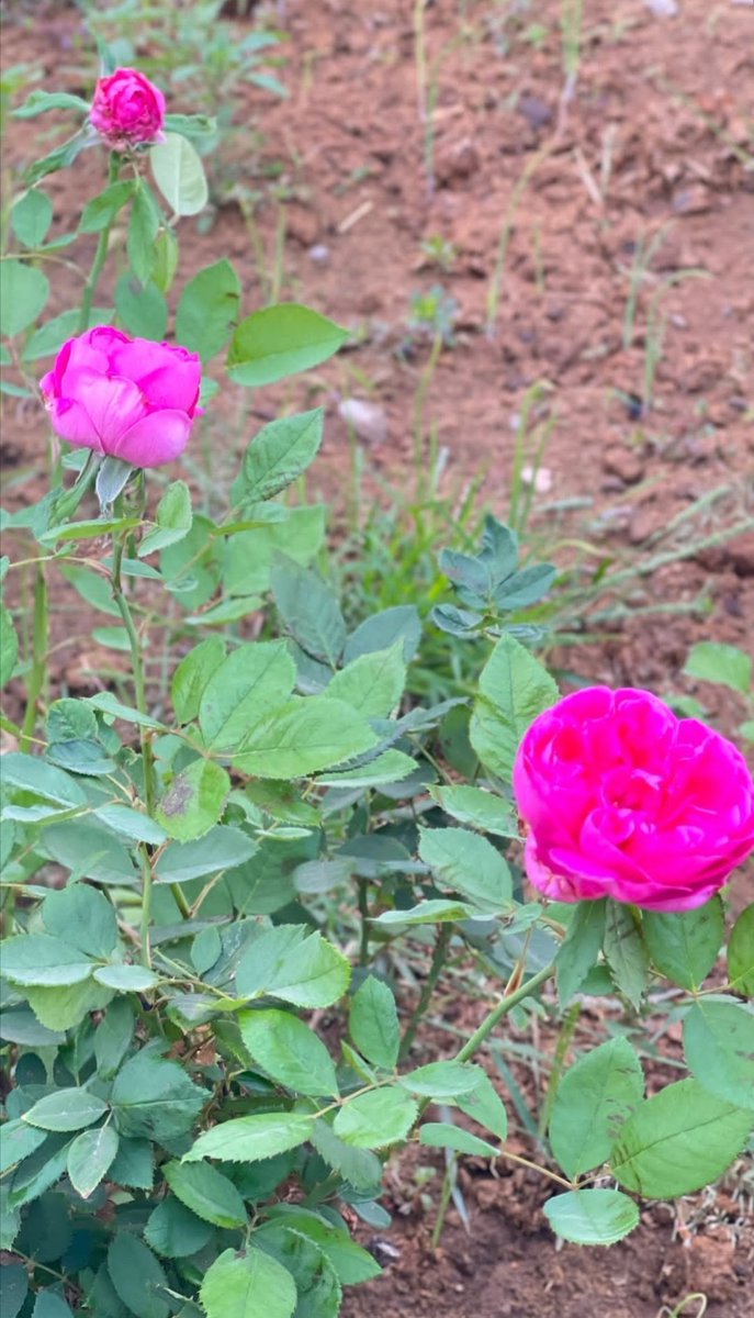 " اللهم في بداية هذا الصباح أسألُك أيام حُلوة  تُورد الحياة بداخِلنَا، كـ دُعاء يُستجَاب أو أُمنية تتحقق."
صبـــاح الخــــــــير🌾🌾