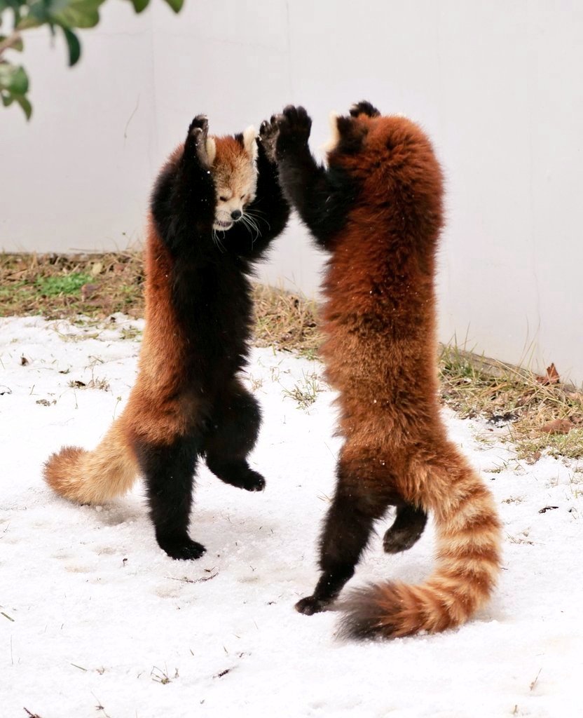 アナグマ🐝 (@badger_0107) / Posts / X