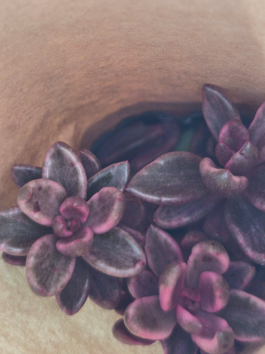 pu1go's tweet image. チョコレート錦かしらん？可愛いので思わず購入。
葉っぱ残るかなぁ(笑)