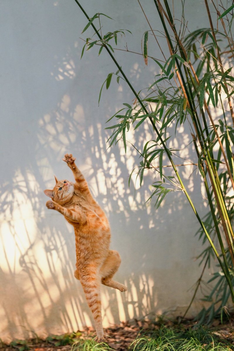 apiocba's tweet image. 今日份小确幸！路边偶遇超治愈的猫爪，圆滚滚的尾巴像小绒球～