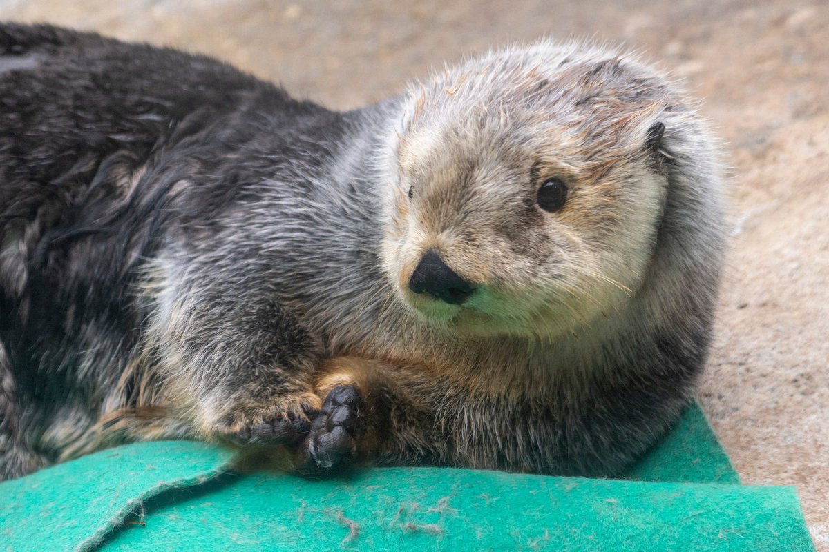 りりぃ∞ (@riku16kurumi) / Posts / X