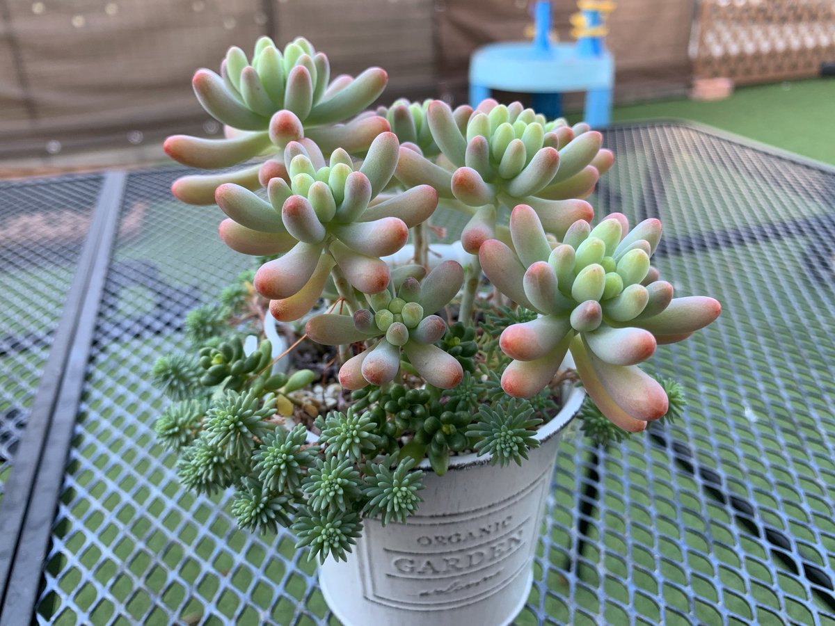 神崎(๑･㉨･๑) tweet media